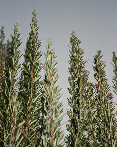 A04-La-Bruket-Care-Fragance-Swedish-Wellbeeing-Basel-Innenarchitektur-Möbel-bulthaup-Küchen-Coriander